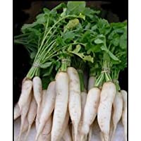 Rábano. Minowase japonés (daikon) de semillas de rábano- orgánico- no-GMO- 50 semillas por paquete.